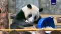 В этот жаркий летний день для панды Катюши приготовили сюрприз – тазик, наполненный льдом