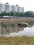 В Зюзино из пруда достали водоплавающие «Жигули»