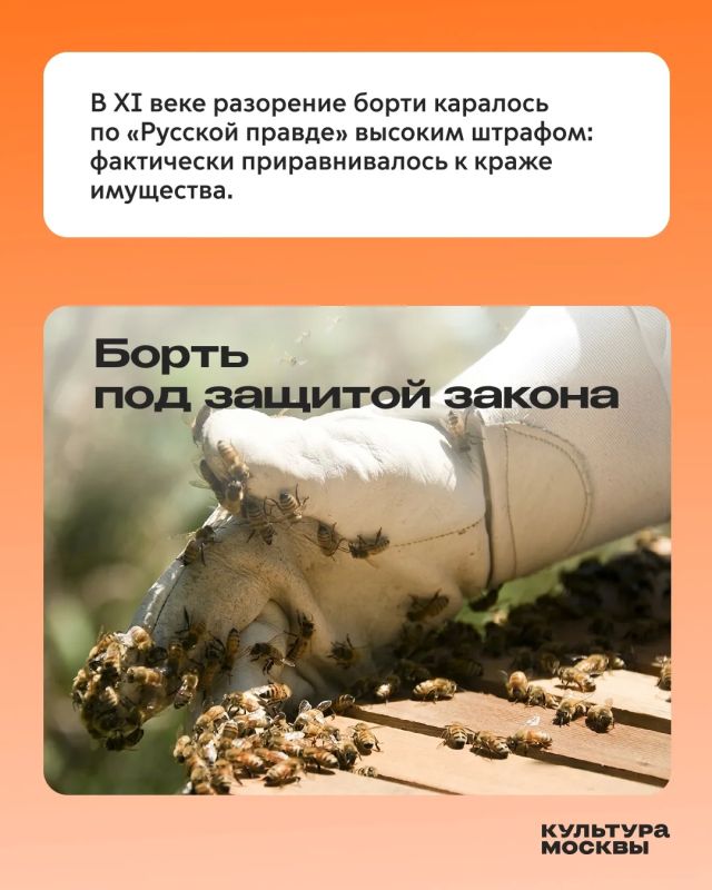 Пасека, царский напиток и штраф по «Русской правде» — что объединяет эти три вещи? Пасека, царский напиток и штраф по «Русской правде» — что объединяет эти три вещи?
