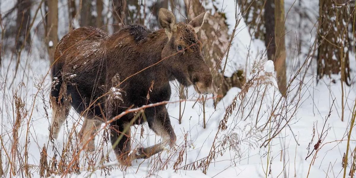 Юные москвичи выбрали имена для пяти лосей, живущих в городской части национального парка «Лосиный Остров»
