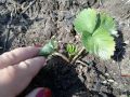 Клубника в вашем саду: секреты посадки для богатого урожая