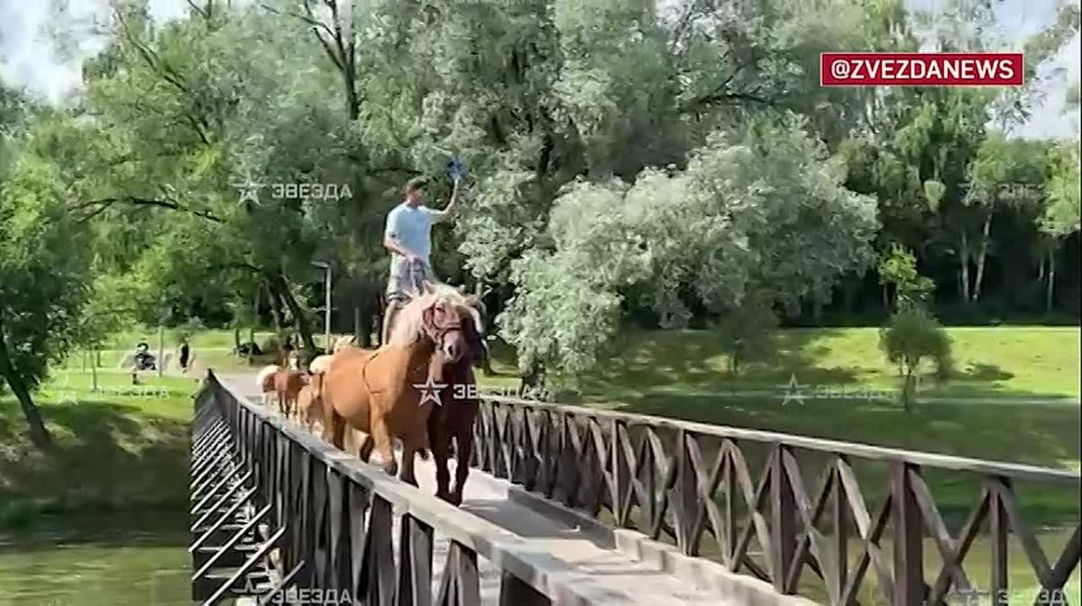 Нашелся владелец беглых "бутовских коз лошадей" — житель Новой Москвы утверждает, что все его лошади спокойные, привитые и со "всеми документами"