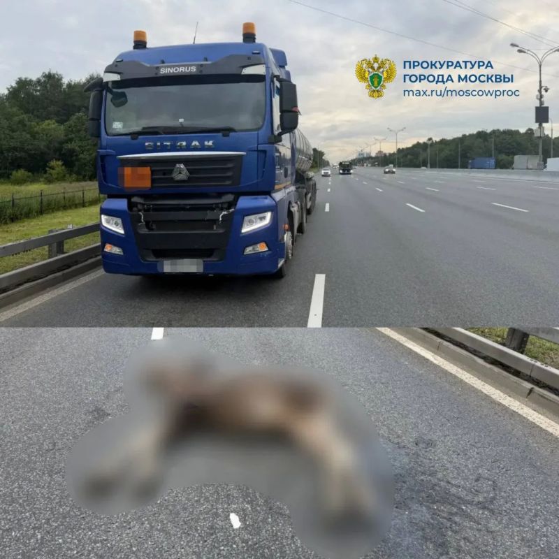 В районе 108-го километра МКАД водитель грузового автомобиля марки «Ситрак» совершил наезд на животное (лось)