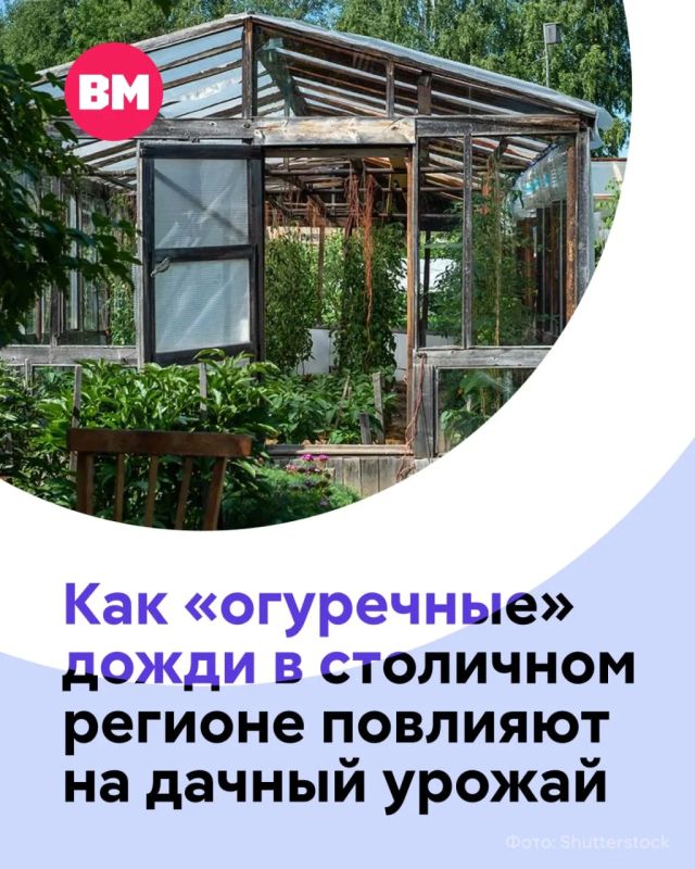 Если вы думали, что бывают только грибные дожди, то есть еще подвид осадков