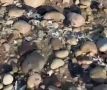 Пляжи Антальи превратились в помойку, жалуются туристы