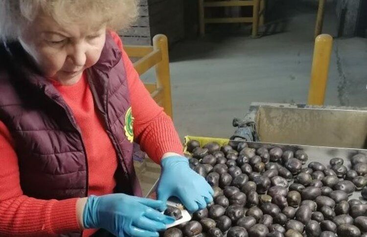 Эксперты проверили фиолетовый картофель Индиго: урожайный и стойкий к вредителям