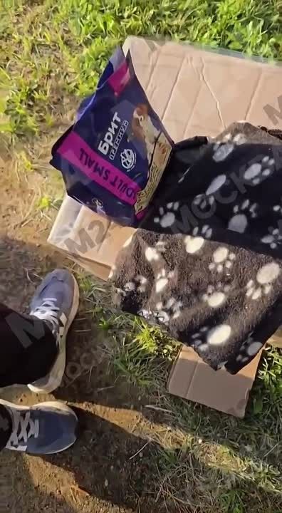 Старенькую чихуахуа оставили под дождём в коробке с запиской