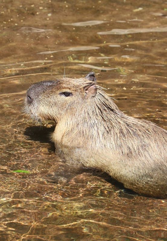 Сегодня — день любви к капибарам Сегодня — день любви к капибарам