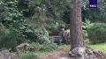 Японский сад в Москве.. Видео, фото: Кира Волошина/Дарья Бозян/ТАСС