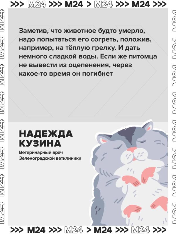 Владельцы хомяков и хорьков часто хоронят животных, перепутав их состояние со смертью Владельцы хомяков и хорьков часто хоронят животных, перепутав их состояние со смертью