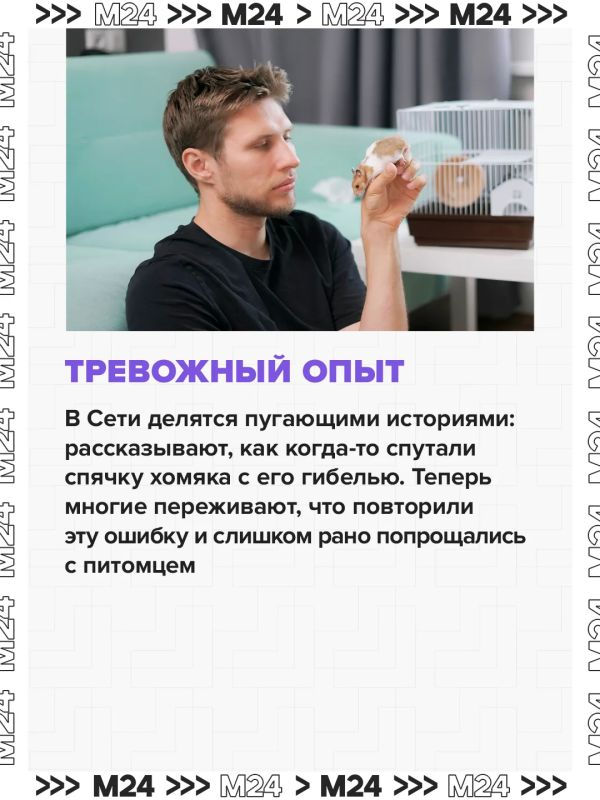 Владельцы хомяков и хорьков часто хоронят животных, перепутав их состояние со смертью