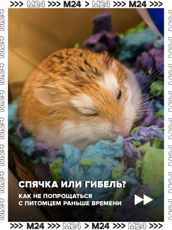 Владельцы хомяков и хорьков часто хоронят животных, перепутав их состояние со смертью