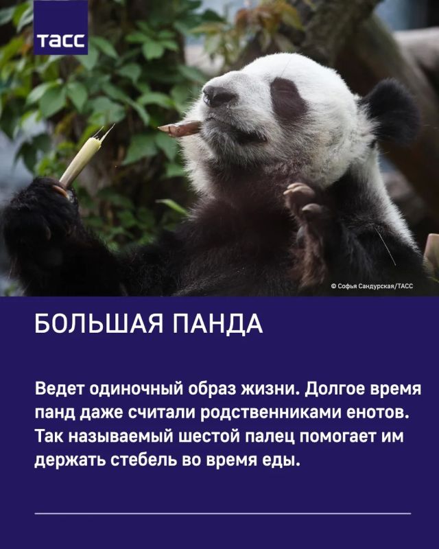 ТАСС собрал интересные факты о милых обитателях Московского зоопарка ТАСС собрал интересные факты о милых обитателях Московского зоопарка