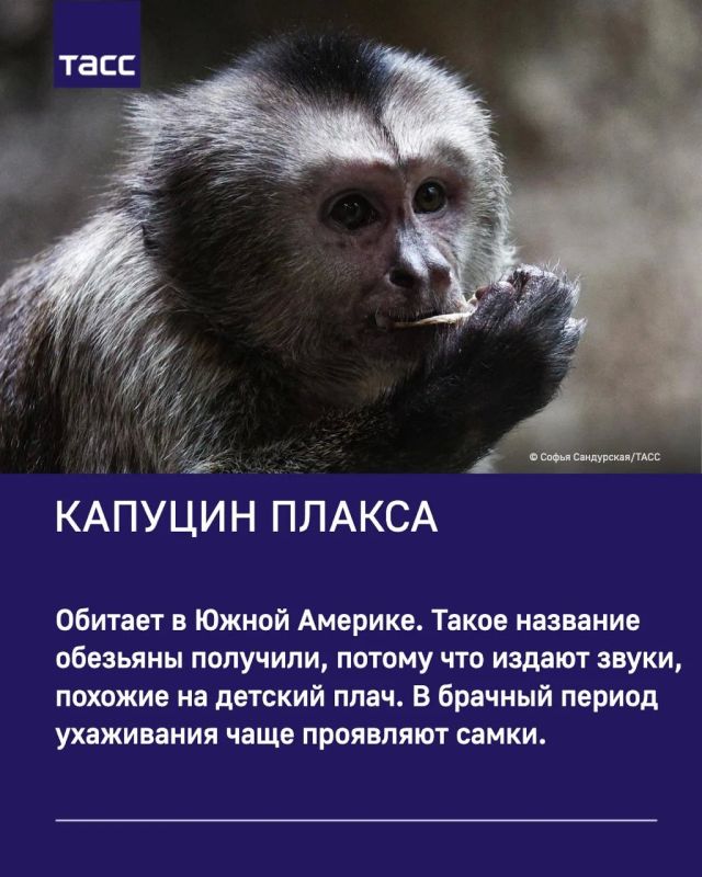 ТАСС собрал интересные факты о милых обитателях Московского зоопарка ТАСС собрал интересные факты о милых обитателях Московского зоопарка