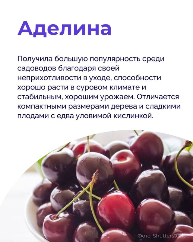 Мало того, что черешня — ягода, которую хочется есть без остановки, так она еще и полезная! Мало того, что черешня — ягода, которую хочется есть без остановки, так она еще и полезная!