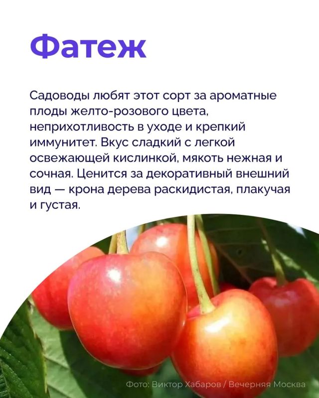Мало того, что черешня — ягода, которую хочется есть без остановки, так она еще и полезная! Мало того, что черешня — ягода, которую хочется есть без остановки, так она еще и полезная!