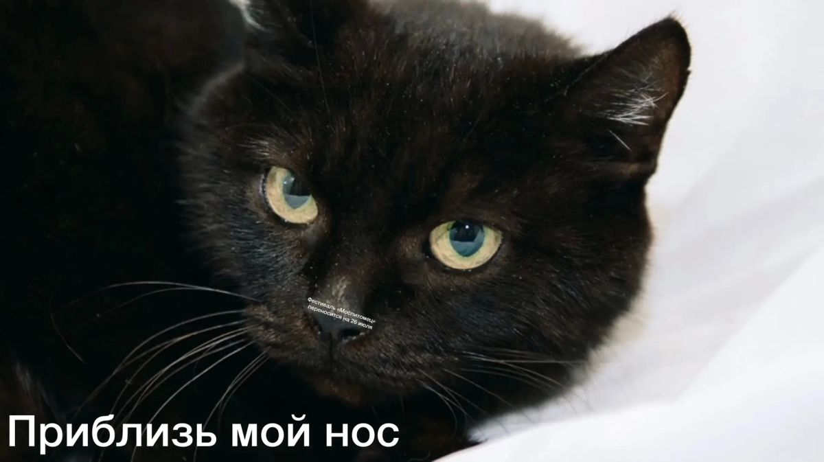 Фестиваль «Моспитомец» переносится на 26 июля Фестиваль «Моспитомец» переносится на 26 июля