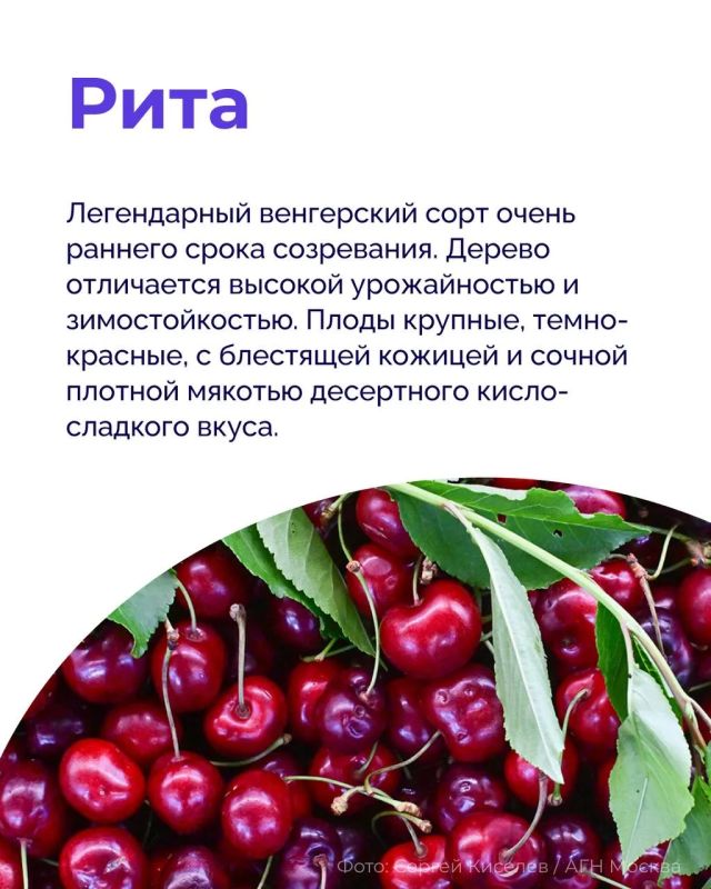 Мало того, что черешня — ягода, которую хочется есть без остановки, так она еще и полезная! Мало того, что черешня — ягода, которую хочется есть без остановки, так она еще и полезная!