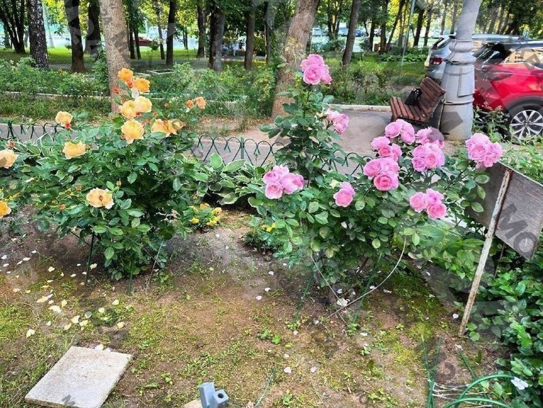 В Чертанове жители превратили двор в цветущий сад В Чертанове жители превратили двор в цветущий сад