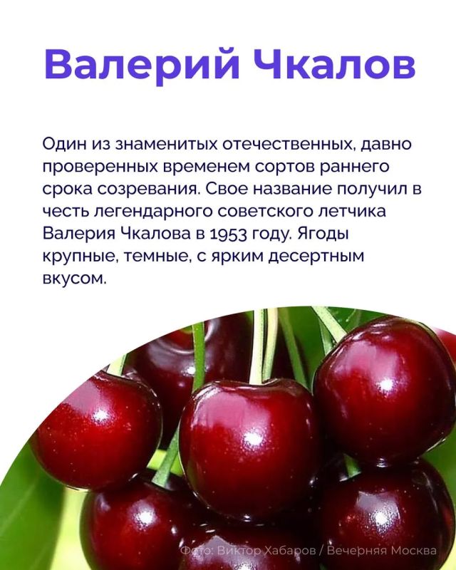 Мало того, что черешня — ягода, которую хочется есть без остановки, так она еще и полезная! Мало того, что черешня — ягода, которую хочется есть без остановки, так она еще и полезная!