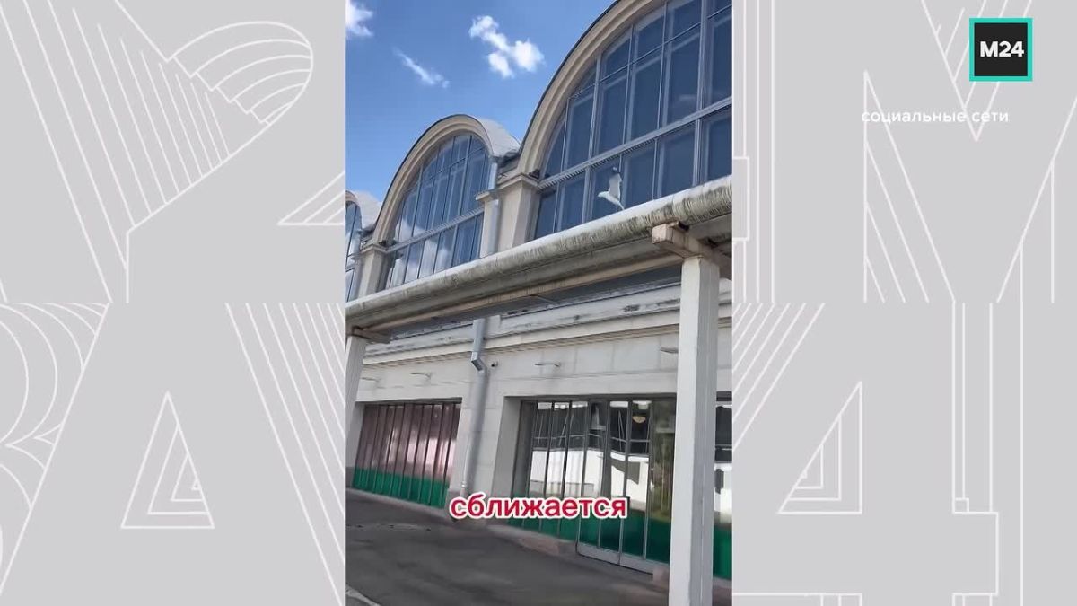 Чайки уверенно вписались в московские пейзажи: их всё чаще видят на набережных, у Патриарших прудов, а также в районах Третьяковской, Театральной и Павелецкой