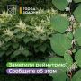 Заметили рейнутрию во дворе, в парке или на улице?