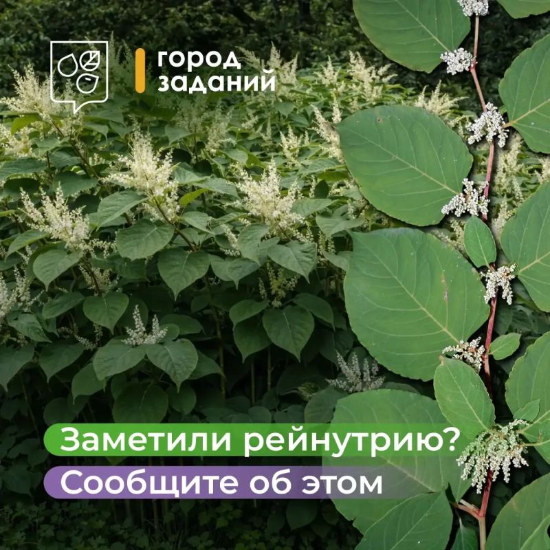 Заметили рейнутрию во дворе, в парке или на улице?