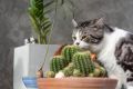 Почему коты делают странные гримасы, когда что-то нюхают?