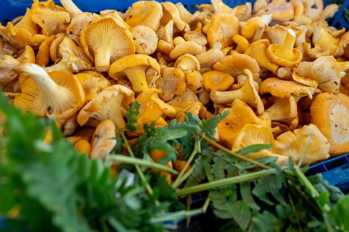 Лисички – один из самых узнаваемых сезонных продуктов середины лета, который можно найти на московских ярмарках