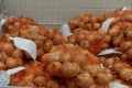 Искусство посадки лука из севка