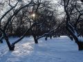 Как восстановить сад после зимних испытаний: полезные советы для садоводов