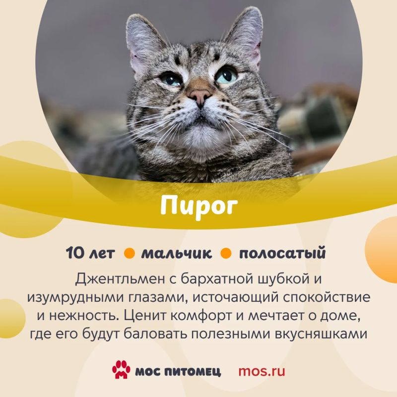 В День торта знакомим вас с котиками и кошками из городских приютов, у которых самые сладкие имена В День торта знакомим вас с котиками и кошками из городских приютов, у которых самые сладкие имена