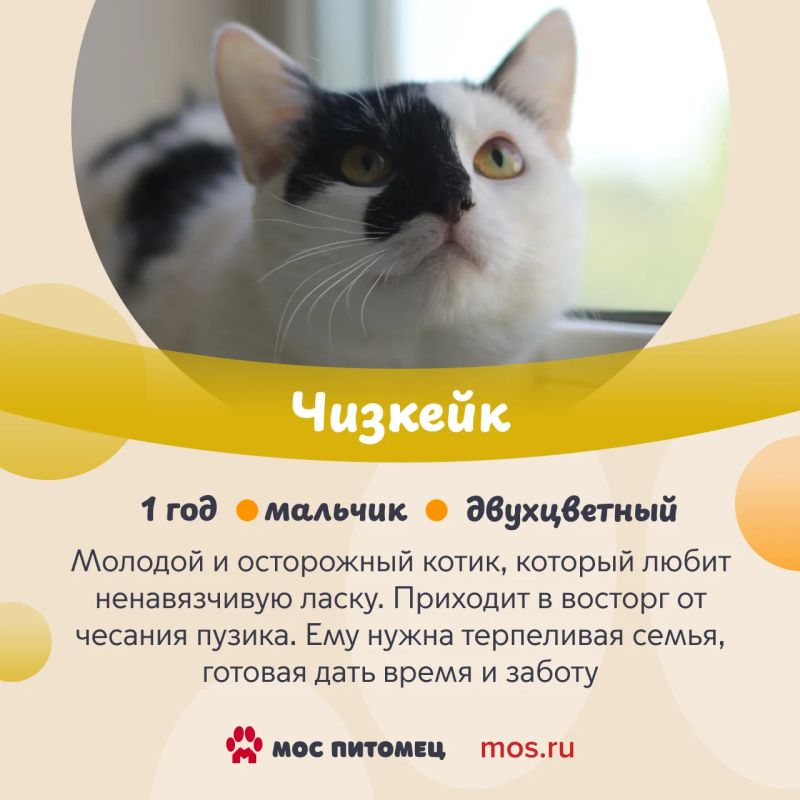 В День торта знакомим вас с котиками и кошками из городских приютов, у которых самые сладкие имена