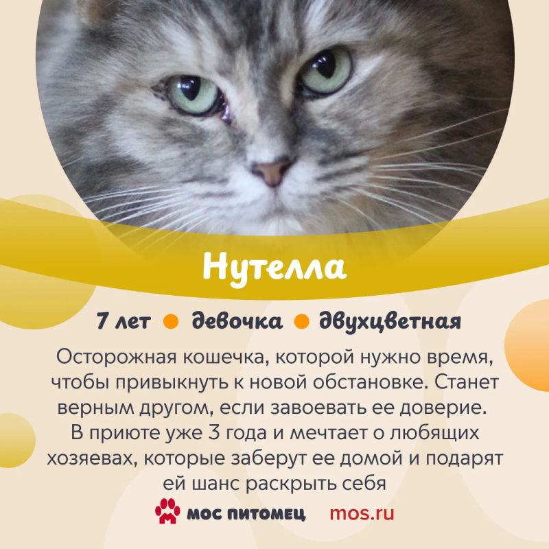 В День торта знакомим вас с котиками и кошками из городских приютов, у которых самые сладкие имена В День торта знакомим вас с котиками и кошками из городских приютов, у которых самые сладкие имена