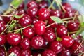 Ягодные прилавки московских ярмарок летом регулярно пополняются сезонным ассортиментом – в июле начинают привозить смородину и вишню