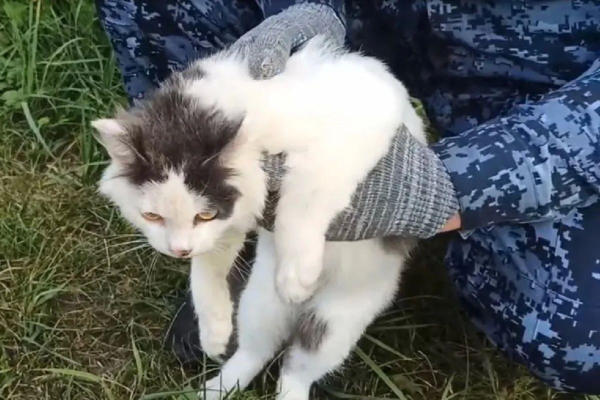 Кота-наркокурьера поймали в Нижегородской области Кота-наркокурьера поймали в Нижегородской области
