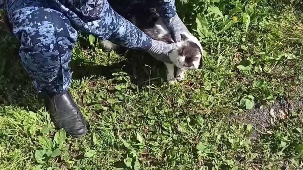 Кота-наркокурьера поймали в Нижегородской области