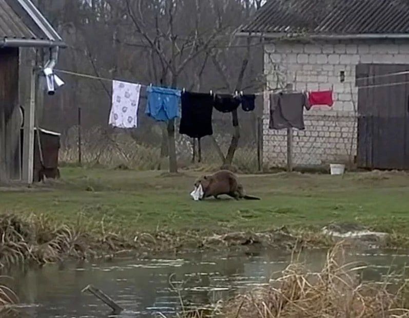 Польский бобр повадился воровать трусы