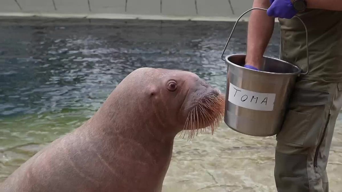 Знакомьтесь: моржиха Тамара из Московского зоопарка!