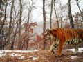 Аэрофлот: путешествие амурских тигриц из Приморья в Москву