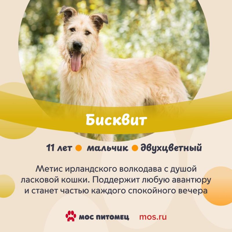 26 июля на ВДНХ в рамках фестиваля «Моспитомец» пройдет выставка-пристройство: более 40 животных из приютов будут покорять сердца гостей мероприятия 26 июля на ВДНХ в рамках фестиваля «Моспитомец» пройдет выставка-пристройство: более 40 животных из приютов будут покорять сердца гостей мероприятия