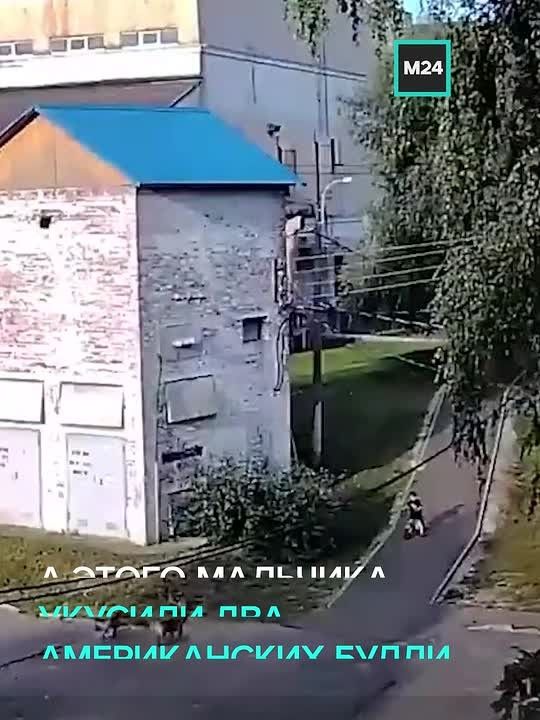 Двое детей пострадали из-за нападения собак в разных населённых пунктах Подмосковья