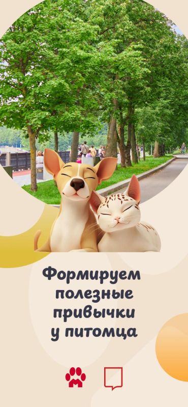 С появлением питомца привычки меняются у всех: и у хозяина, и у любимца, который привыкает к «родителям»