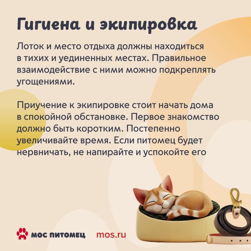 С появлением питомца привычки меняются у всех: и у хозяина, и у любимца, который привыкает к «родителям» С появлением питомца привычки меняются у всех: и у хозяина, и у любимца, который привыкает к «родителям»