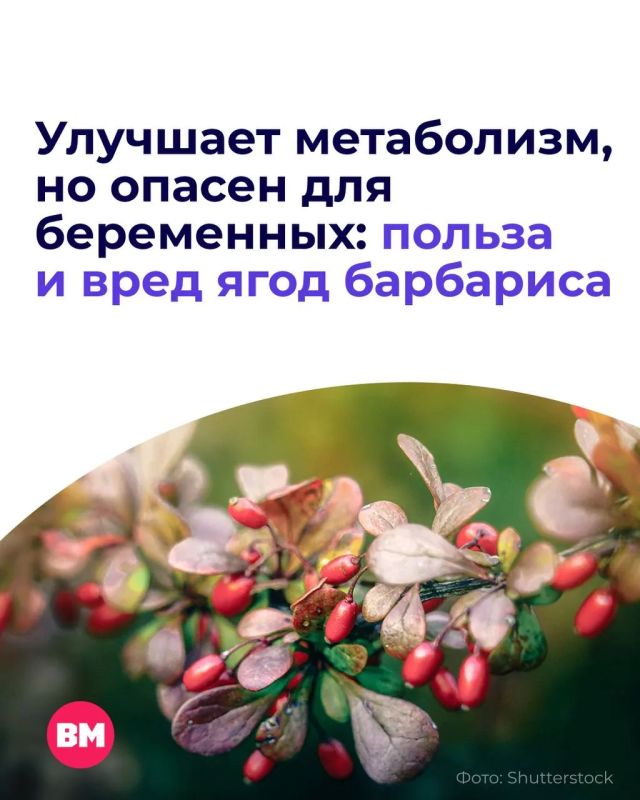 Помните вкус тех самых конфет «Барбарис»? Их рецепт базируется на натуральном растительном экстракте ягоды, обладающей рядом полезных свойств
