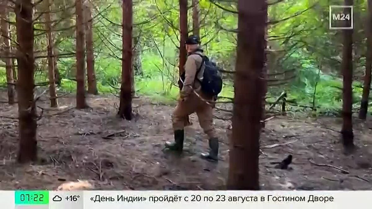 В Москве стали востребованы гиды по грибным местам — спрос на них вырос в 1,5 раза