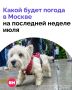Если вы уже устали играть в игру «брать зонт или нет», плохие новости: погода в Москве продолжит испытывать наше терпение