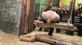 Не очень радостное сегодня утро у панды Жуи из Московского зоопарка