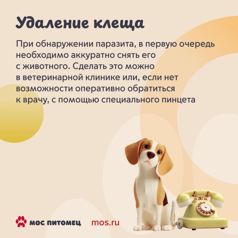Второй месяц лета подходит к концу, но не стоит думать, что завершается сезон клещей Второй месяц лета подходит к концу, но не стоит думать, что завершается сезон клещей