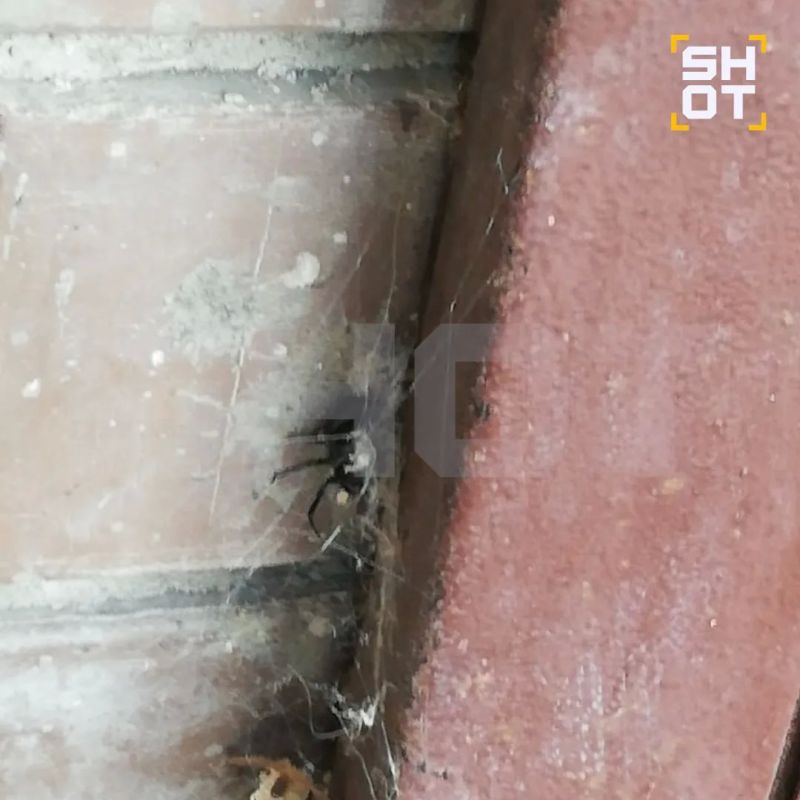 Ядовитая чёрная вдова заблокировала вход в панельку под Оренбургом Ядовитая чёрная вдова заблокировала вход в панельку под Оренбургом
